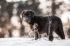 young brown Labrador Retriever