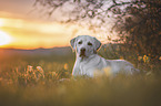 blonde Labrador Retriever