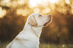 blonde Labrador Retriever