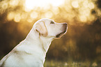 blonde Labrador Retriever