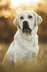 blonde Labrador Retriever