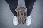 young Labrador Retriever