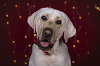 Labrador Retriever Portrait