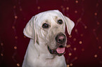 Labrador Retriever Portrait