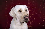 Labrador Retriever Portrait