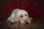 lying Labrador Retriever