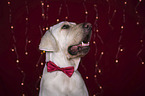 Labrador Retriever Portrait