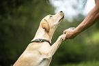 young Labrador Retriever