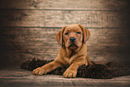 Labrador Retriever Puppy