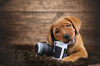 Labrador Retriever Puppy