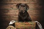 Labrador Retriever Puppy