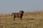 Labrador Retriever Puppy