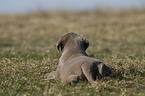 Labrador Retriever Puppy