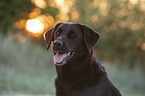 Labrador Retriever Portrait