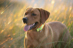 Labrador Retriever Portrait