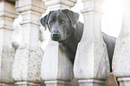 Labrador Retriever Portrait