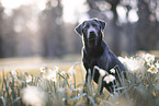 sitting Labrador Retriever