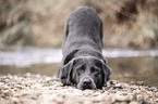 Labrador Retriever gives invitation to play