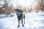 Labrador Retriever
