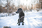 sitting Labrador Retriever