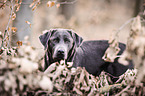 Labrador Retriever Portrait