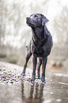 standing Labrador Retriever