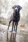 standing Labrador Retriever