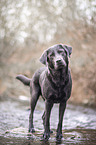 standing Labrador Retriever