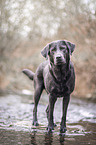 standing Labrador Retriever