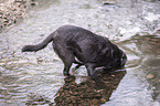 Labrador Retriever in the water