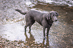 bathing Labrador Retriever