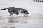 playing Labrador Retriever
