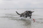 playing Labrador Retriever