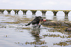 playing Labrador Retriever