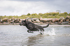 running Labrador Retriever
