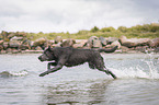 running Labrador Retriever