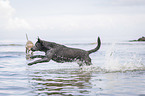running Labrador Retriever