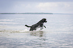 running Labrador Retriever