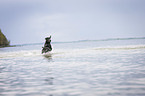 running Labrador Retriever