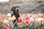 Labrador Retriever Portrait