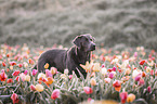 Labrador Retriever Portrait