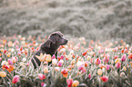 Labrador Retriever Portrait