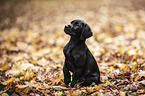 Labrador Retriever Puppy
