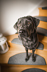 sitting Labrador Retriever