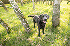 standing Labrador Retriever