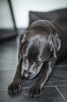 lying Labrador Retriever