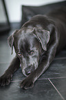 lying Labrador Retriever