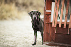 standing Labrador Retriever