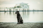 sitting Labrador Retriever