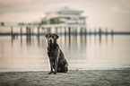 sitting Labrador Retriever